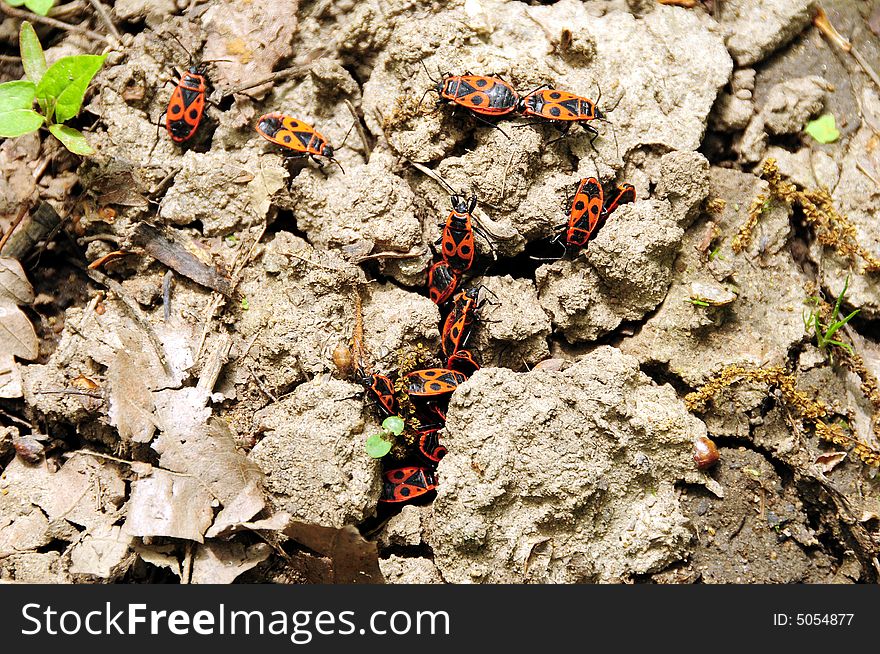 Small red bugs warms up together