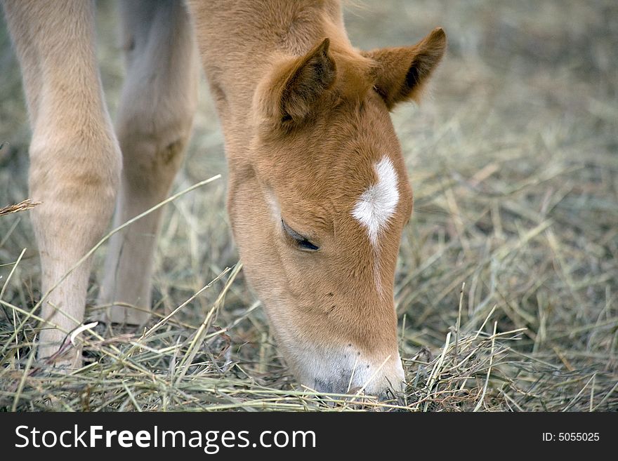 Quarterhorse Foal