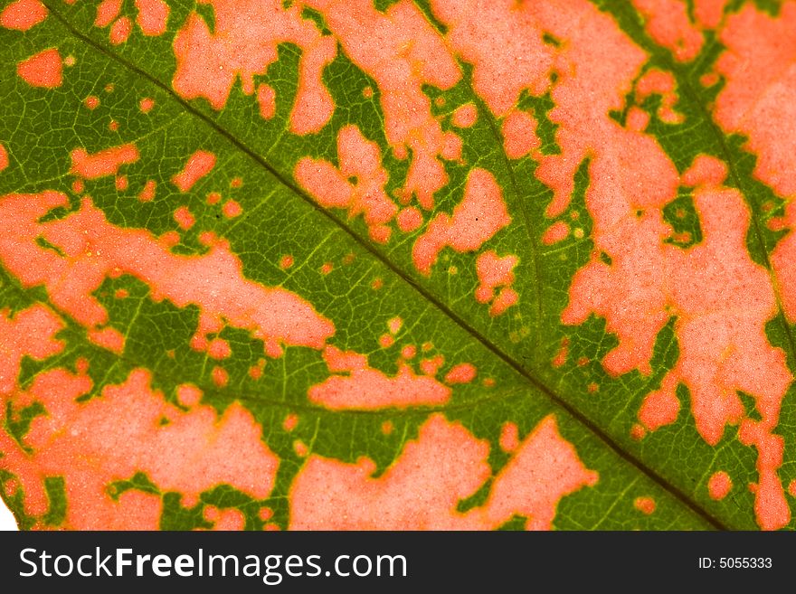 Close-up of green-red leaf. Abstract background. Close-up of green-red leaf. Abstract background.