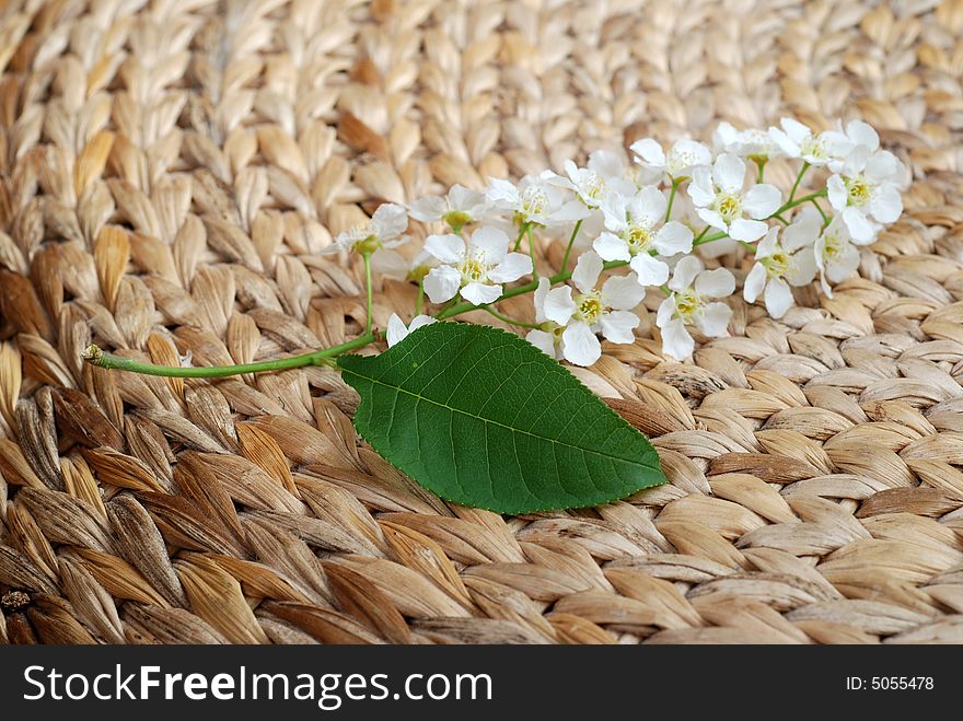 Bird cherry tree flowers on bamboo mat. Bird cherry tree flowers on bamboo mat