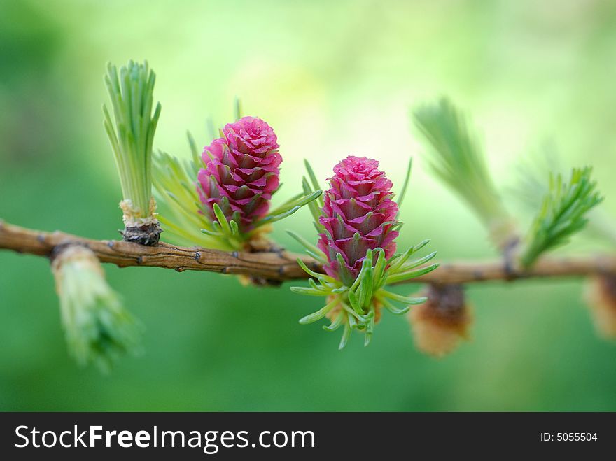Two larch cones on a branch. Two larch cones on a branch