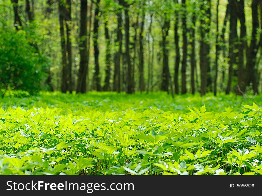 Image of a spring forest/park. Image of a spring forest/park