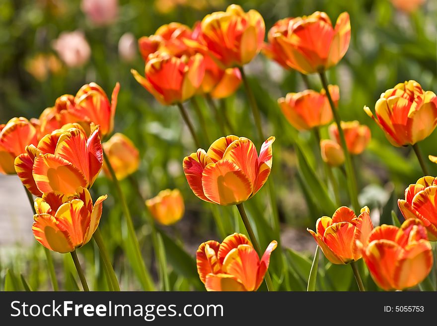 Tulips in Town Garden, Type From below, Spring