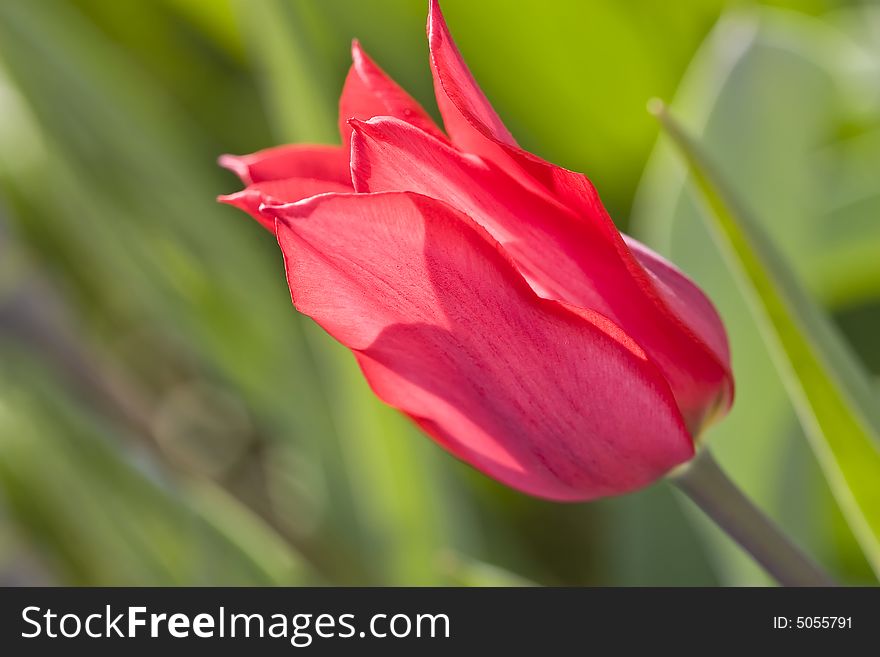 Tulips in Town Garden, Type From below, Spring