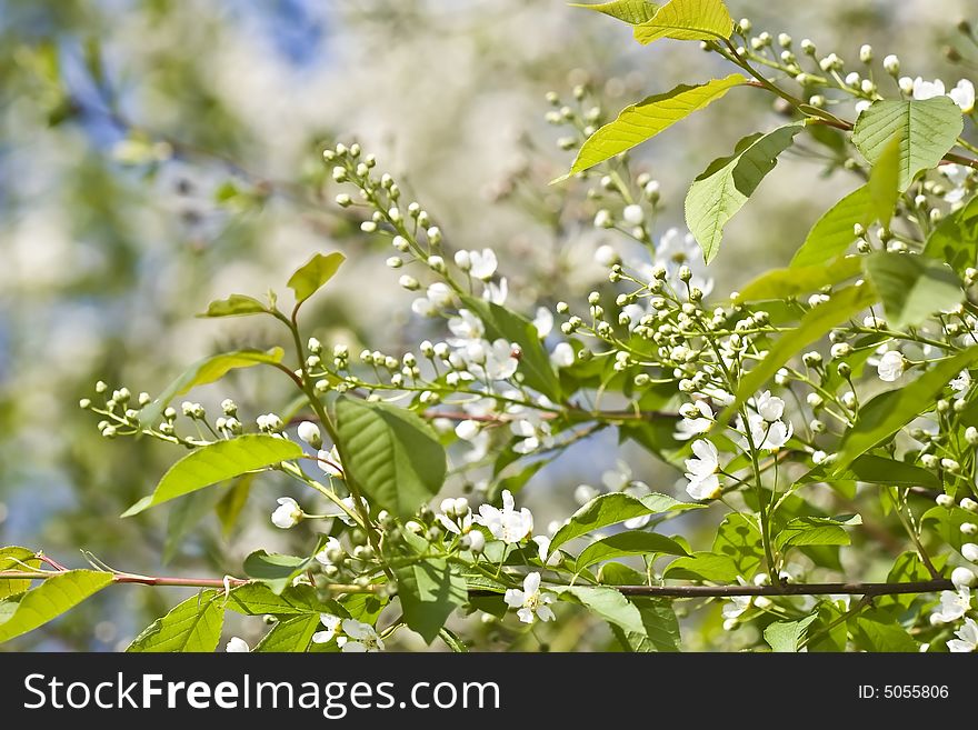 Inflorescence of bird cherry tree