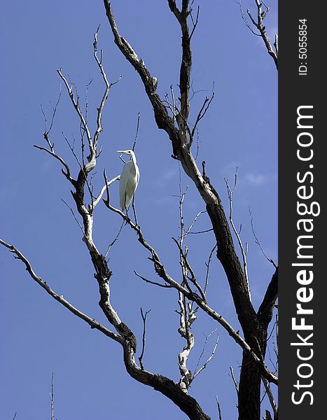 Great egret - Ardea alba - perched in a tree. Great egret - Ardea alba - perched in a tree