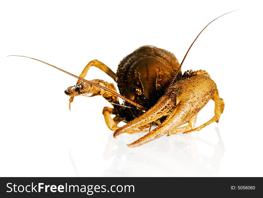 Crayfish on white. See my other images of food, animals.