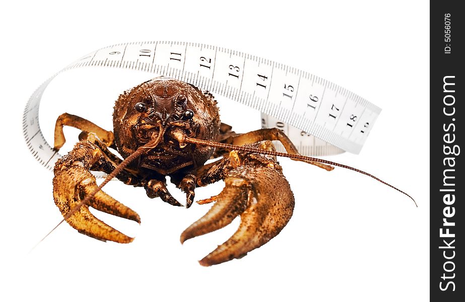 Crayfish with a measuring tape around. Crayfish with a measuring tape around