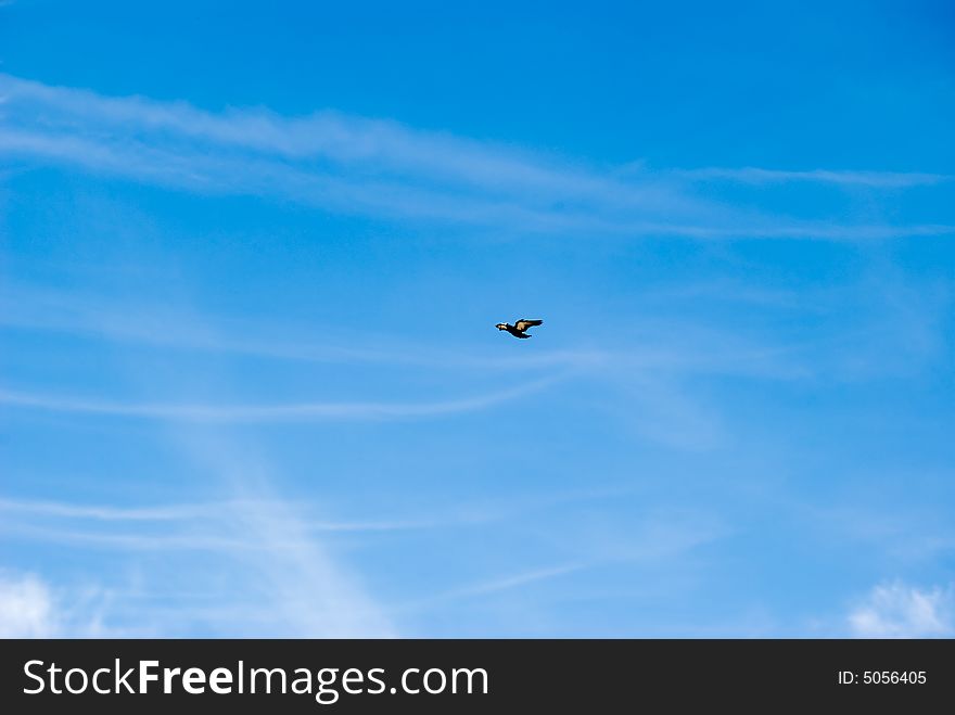 The flying pigeon on a background of the blue sky. The flying pigeon on a background of the blue sky