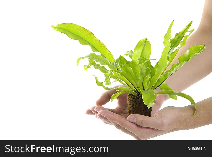 Young man on holding a small plant