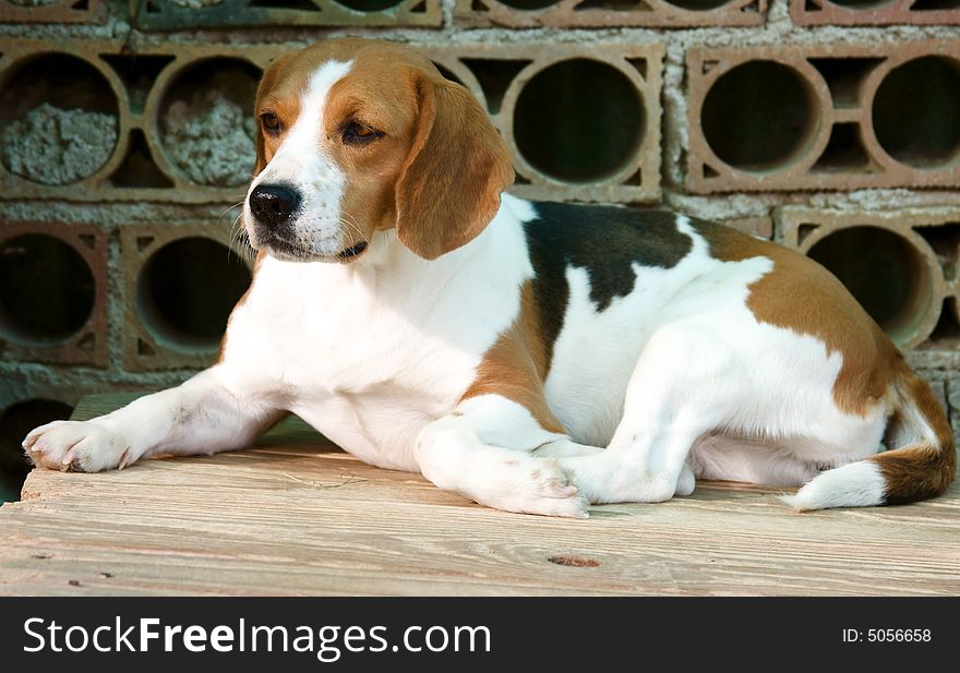 This is a young female of beagle. This is a young female of beagle