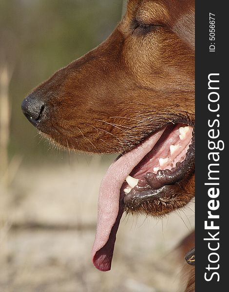 Irish setter and the tongue. Irish setter and the tongue