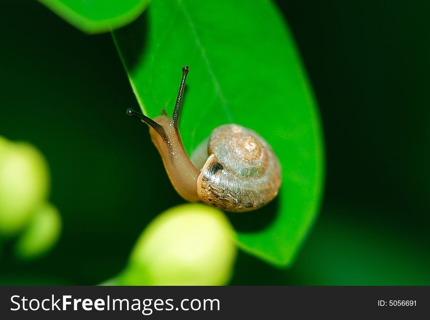 A snail on a green leaf. A snail on a green leaf