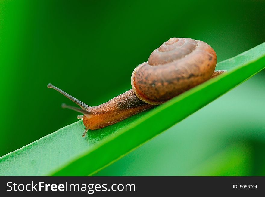 A snail on the leaf