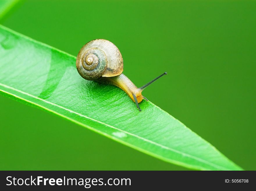 A snail on a green leaf. A snail on a green leaf