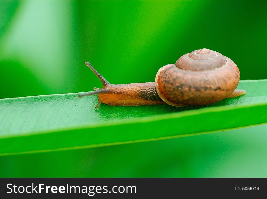 A snail on a green leaf. A snail on a green leaf