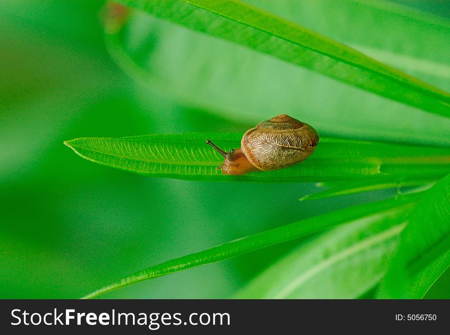 A Snail On The Leaf