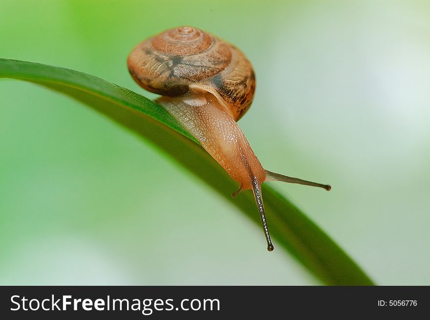A snail on a green leaf. A snail on a green leaf