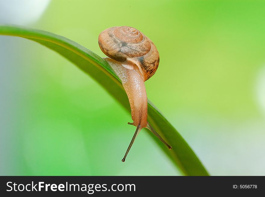 A Snail On The Leaf