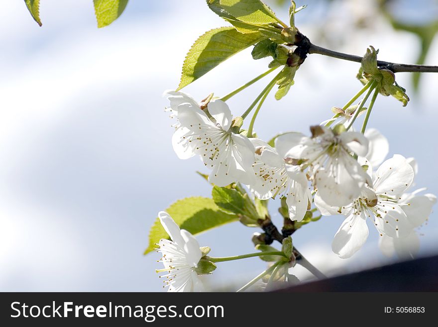 Tree branch with cherry flowers over green background.