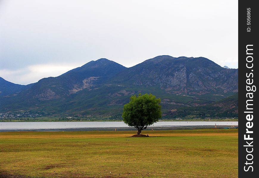 Lonely tree  in lijiang，yunnan province