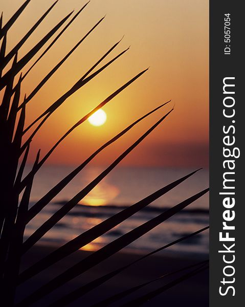 A sunset peeks through the palm fronds. A sunset peeks through the palm fronds