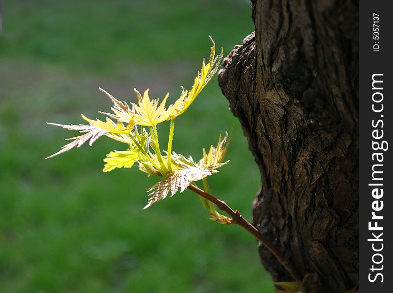 Spring Leaves