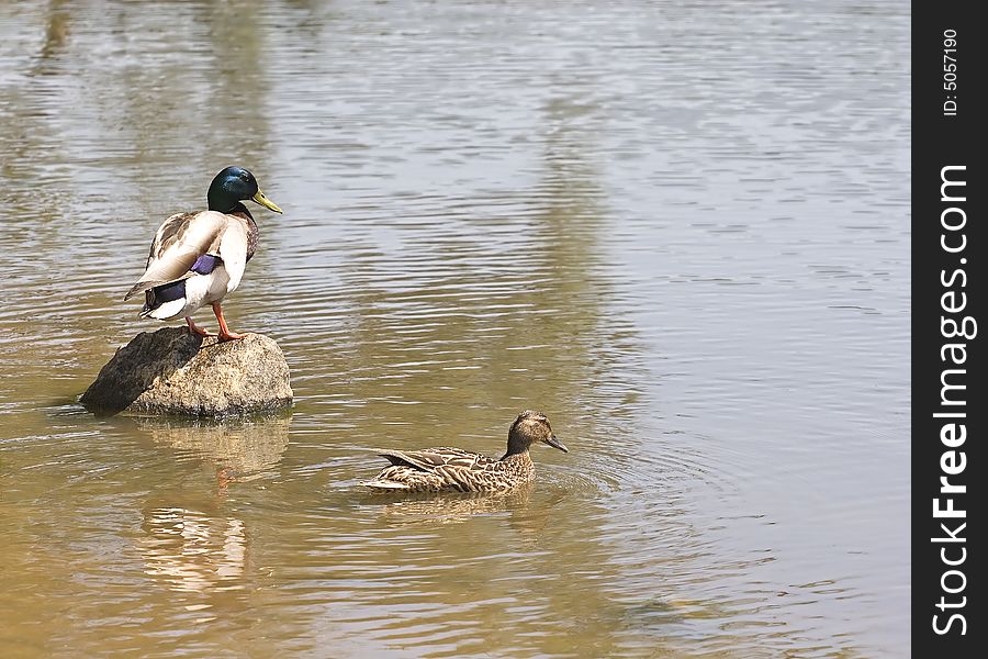 A male mallard on a rock in a lake. A male mallard on a rock in a lake