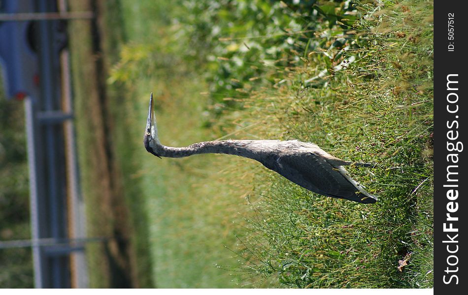 Great blue heron standing in the grass