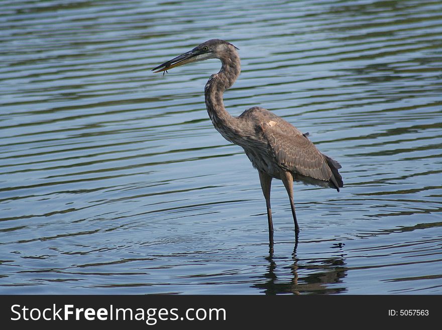 Great blue heron standing in the water with food in mouth