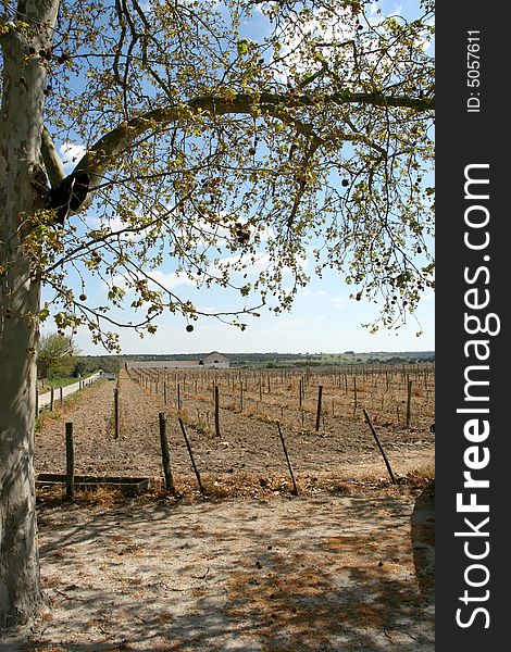 Landcape with vineyard in Evora, Portugal