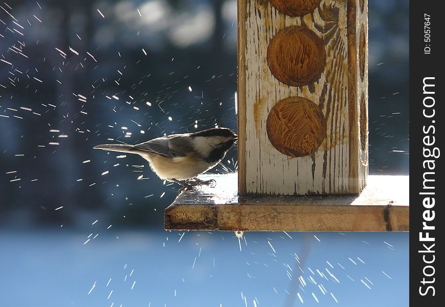 A bird eating peanut butter at a feeder gets splashed by water dripping from above. A bird eating peanut butter at a feeder gets splashed by water dripping from above.