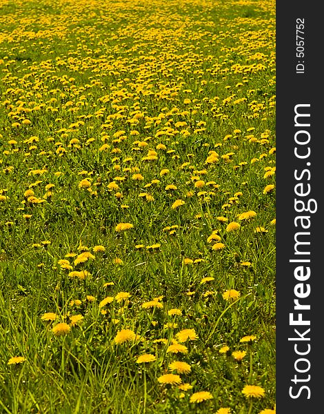 Dandelion and grass in spring