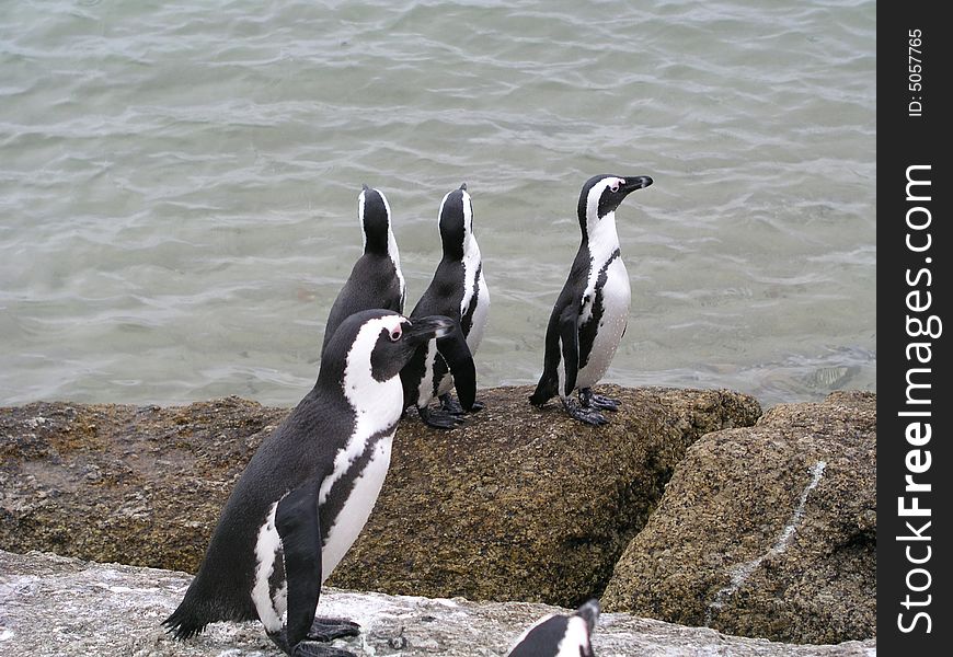 Group of African penguins on the boulders by the sea.