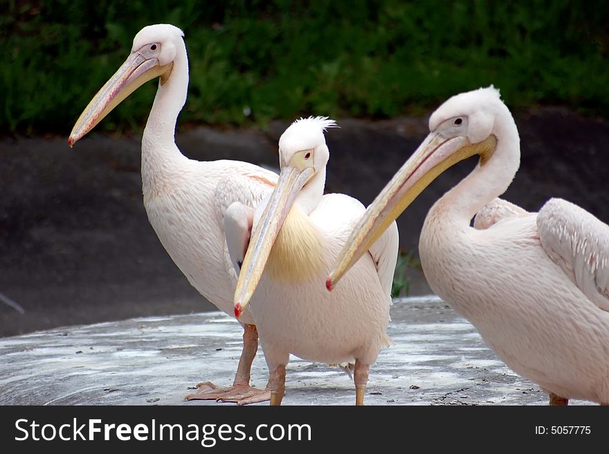 Three young white pelicans on the river bank