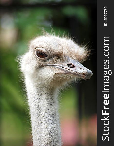 Head of ostrich isolated on the background