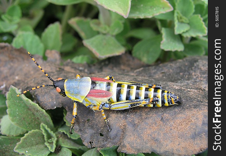 Colorful African grasshopper, not ready to fly yet.