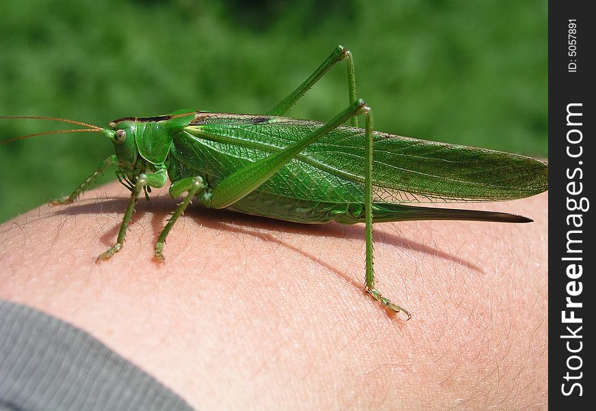 Green or meadow grasshopper, lat. Locusta 
viridissima, on the hand.