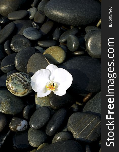 White orchid flower with stone