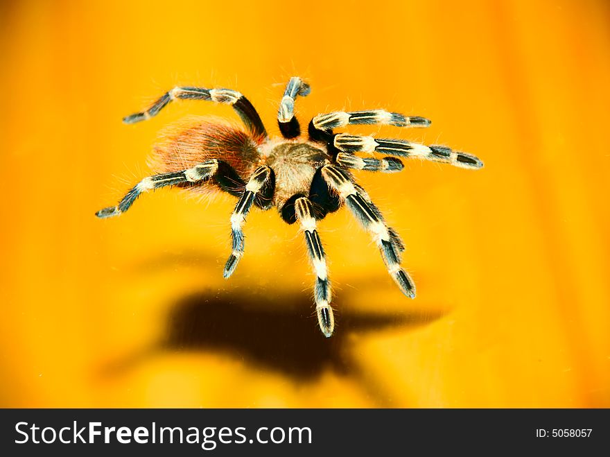 Black & white bird eating Tarantula spider on a glass surface with a wooden background. Black & white bird eating Tarantula spider on a glass surface with a wooden background