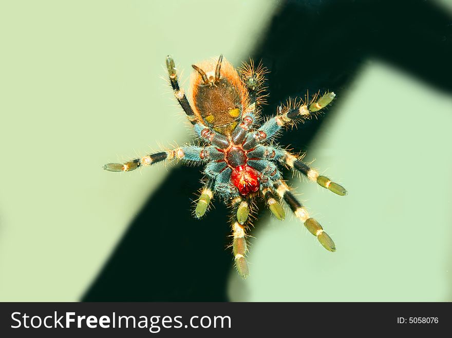 Black & white bird eating Tarantula spider on a glass surface viewed from the bottom. Black & white bird eating Tarantula spider on a glass surface viewed from the bottom