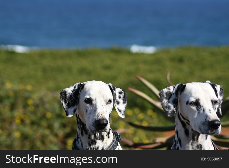 Two Dalmatian dogs on guard at the sea. Two Dalmatian dogs on guard at the sea