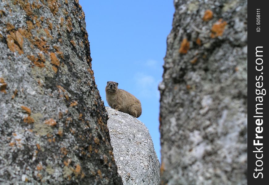 Hyrax or rock dassie, lat. Procavia capensis. 
Sociable animal, lives in colonies up to 60 individuals, occupying mountains and rocky
outcrops. It feeds on vegetation. Belongs to
ungulates (hoofed animals), and it's related 
to elephants. Length 60 cm, weight up to 5.5 kg.