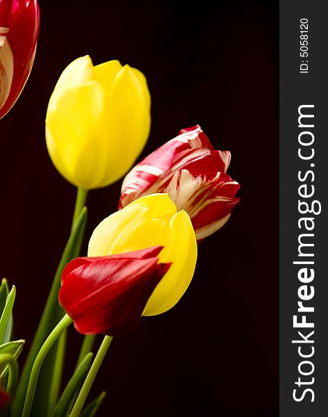 Yelow and red tulips on black background