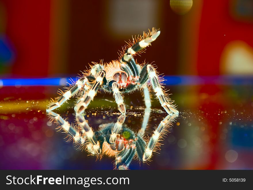 Black & white bird eating Tarantula spider on a glass surface with reflection ready to strike. Black & white bird eating Tarantula spider on a glass surface with reflection ready to strike