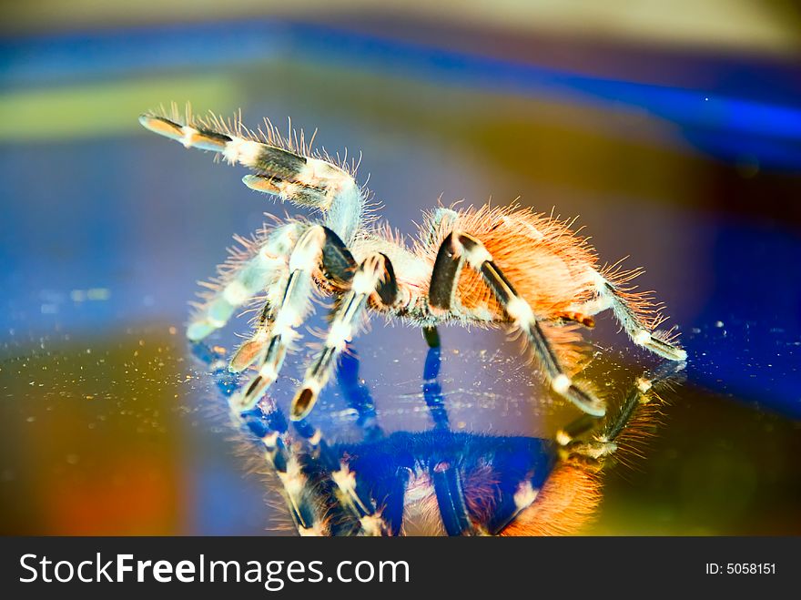 Black & white bird eating Tarantula spider on a glass surface with reflection ready to strike. Black & white bird eating Tarantula spider on a glass surface with reflection ready to strike