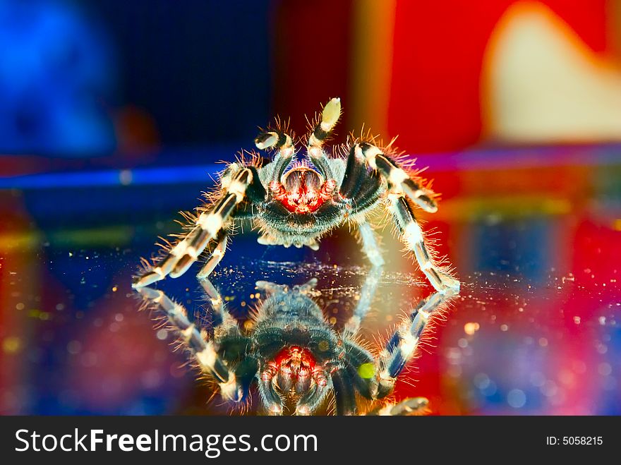 Black & white bird eating Tarantula spider on a glass surface with reflection ready to strike. Black & white bird eating Tarantula spider on a glass surface with reflection ready to strike