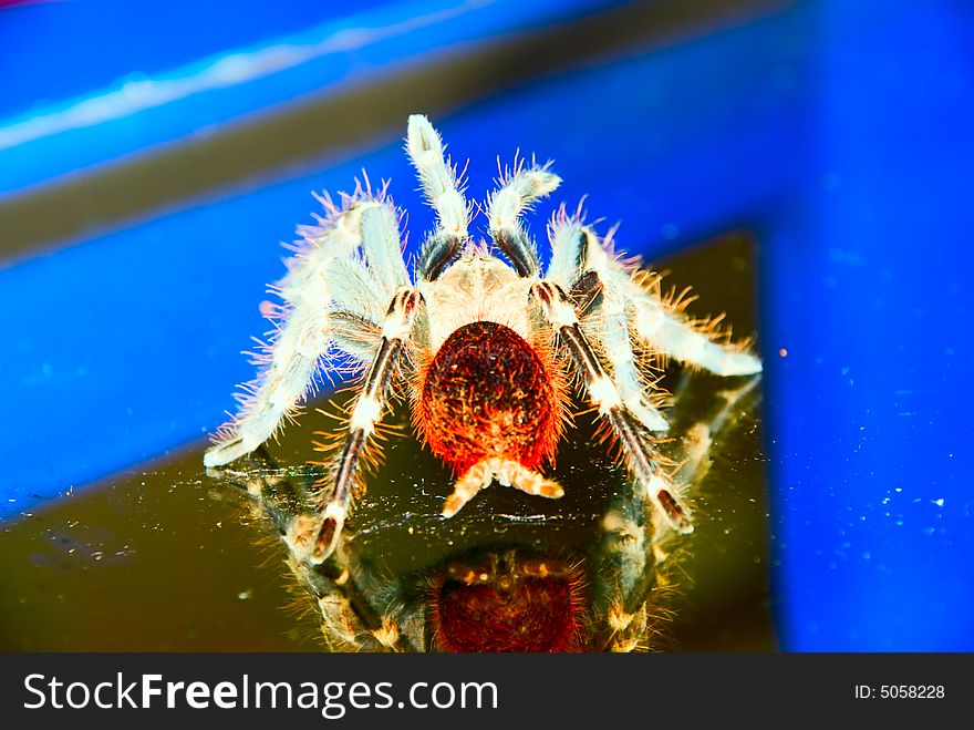 Black & white bird eating Tarantula spider on a glass surface with reflection ready to strike rear view. Black & white bird eating Tarantula spider on a glass surface with reflection ready to strike rear view