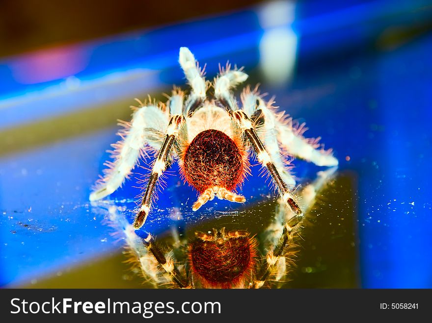 Black & white bird eating Tarantula spider on a glass surface with reflection ready to strike rear view. Black & white bird eating Tarantula spider on a glass surface with reflection ready to strike rear view