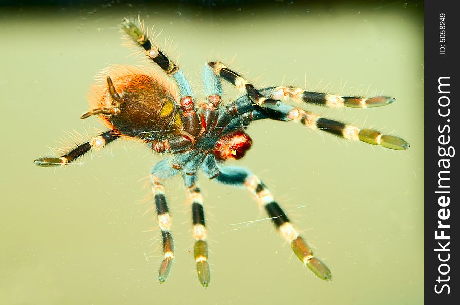 Black & white bird eating tarantella spider on a glass surface viewed from the bottom. Black & white bird eating tarantella spider on a glass surface viewed from the bottom